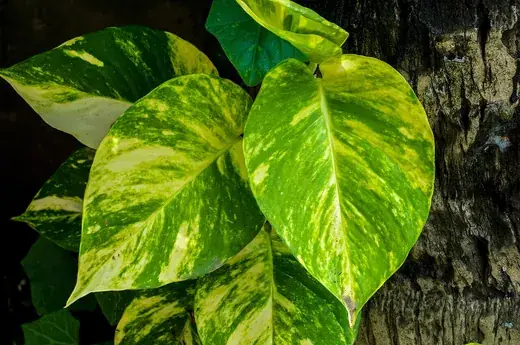 Pothos – foto