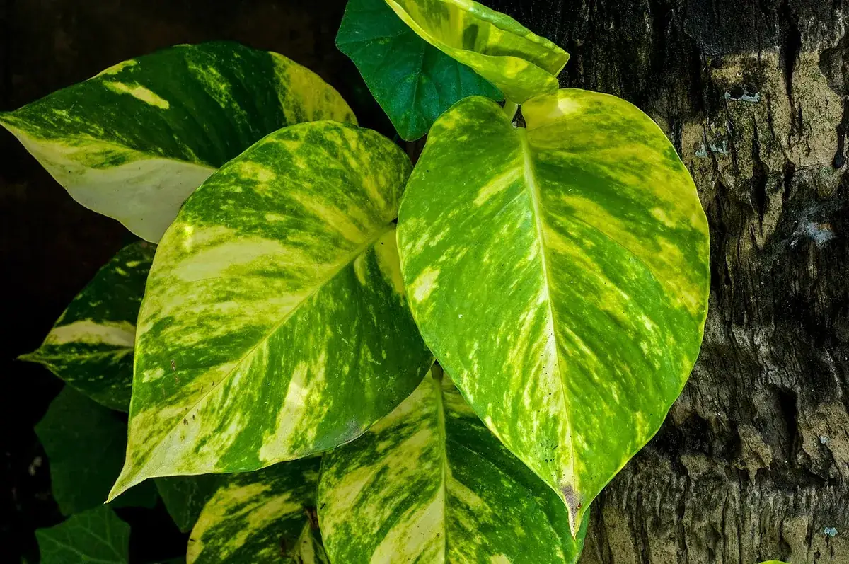 Pothos – foto