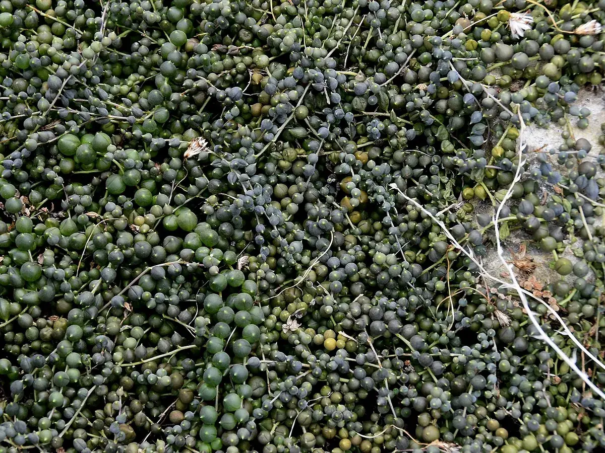 Erwtenplant – foto