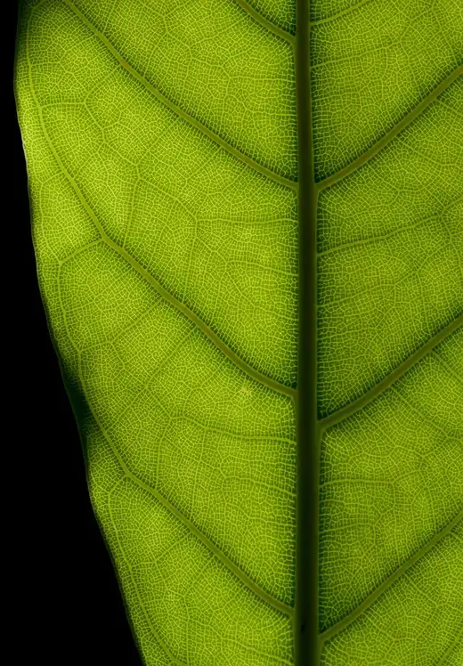 Rubberplant – foto