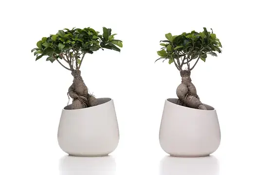 Ficus Ginseng – foto