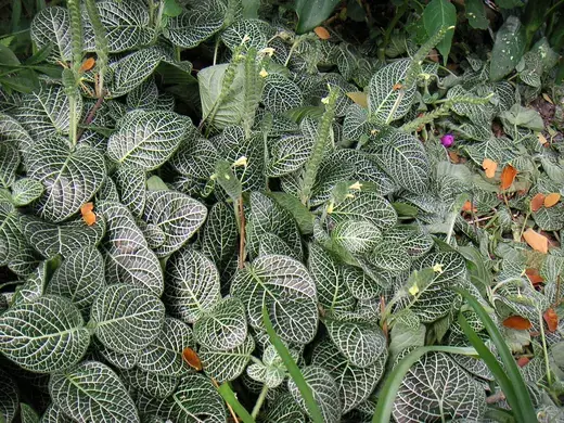 Fittonia – foto