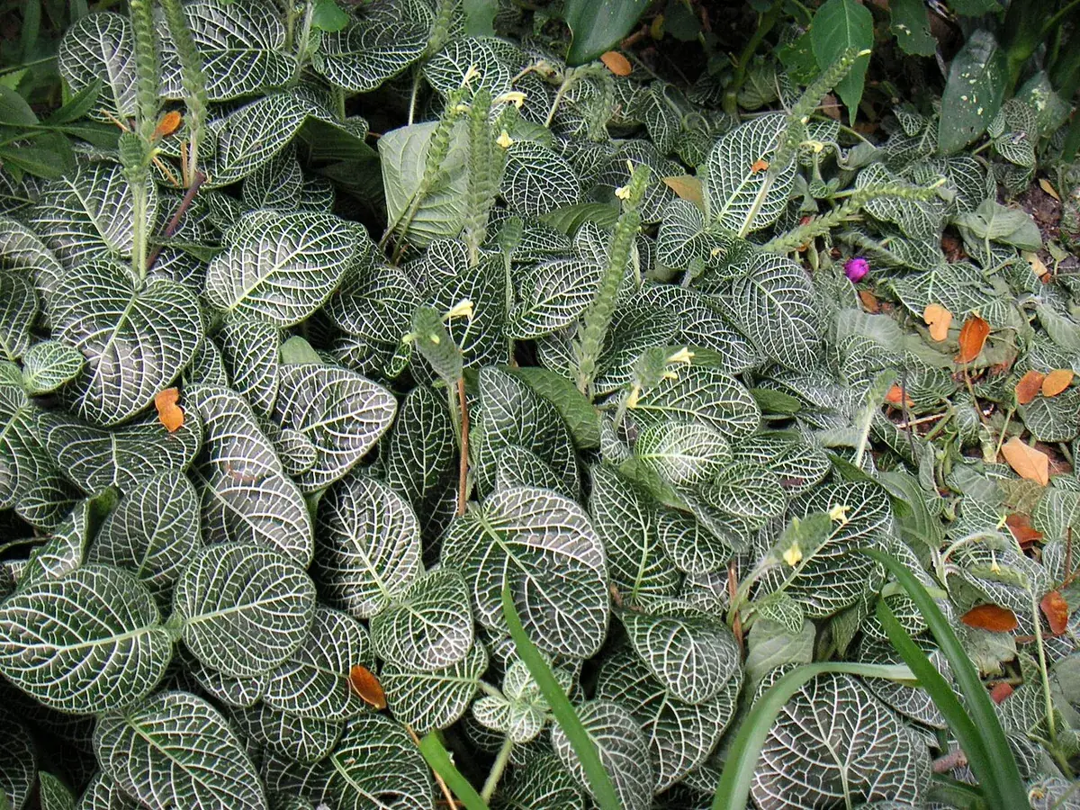 Fittonia – foto