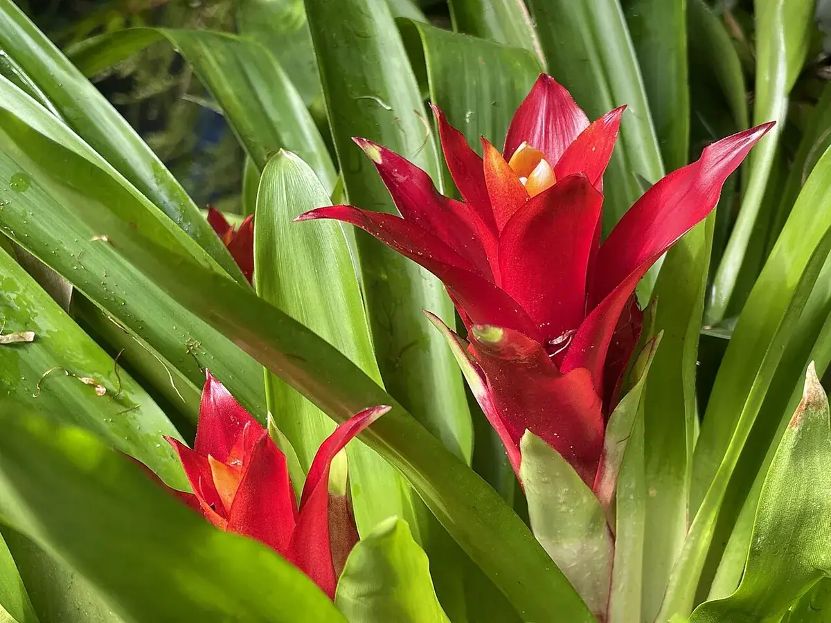 Guzmania – foto