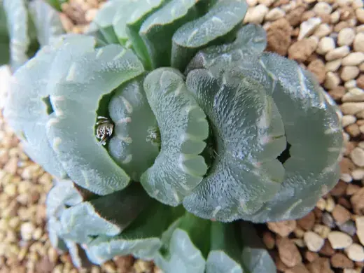 Haworthia – foto