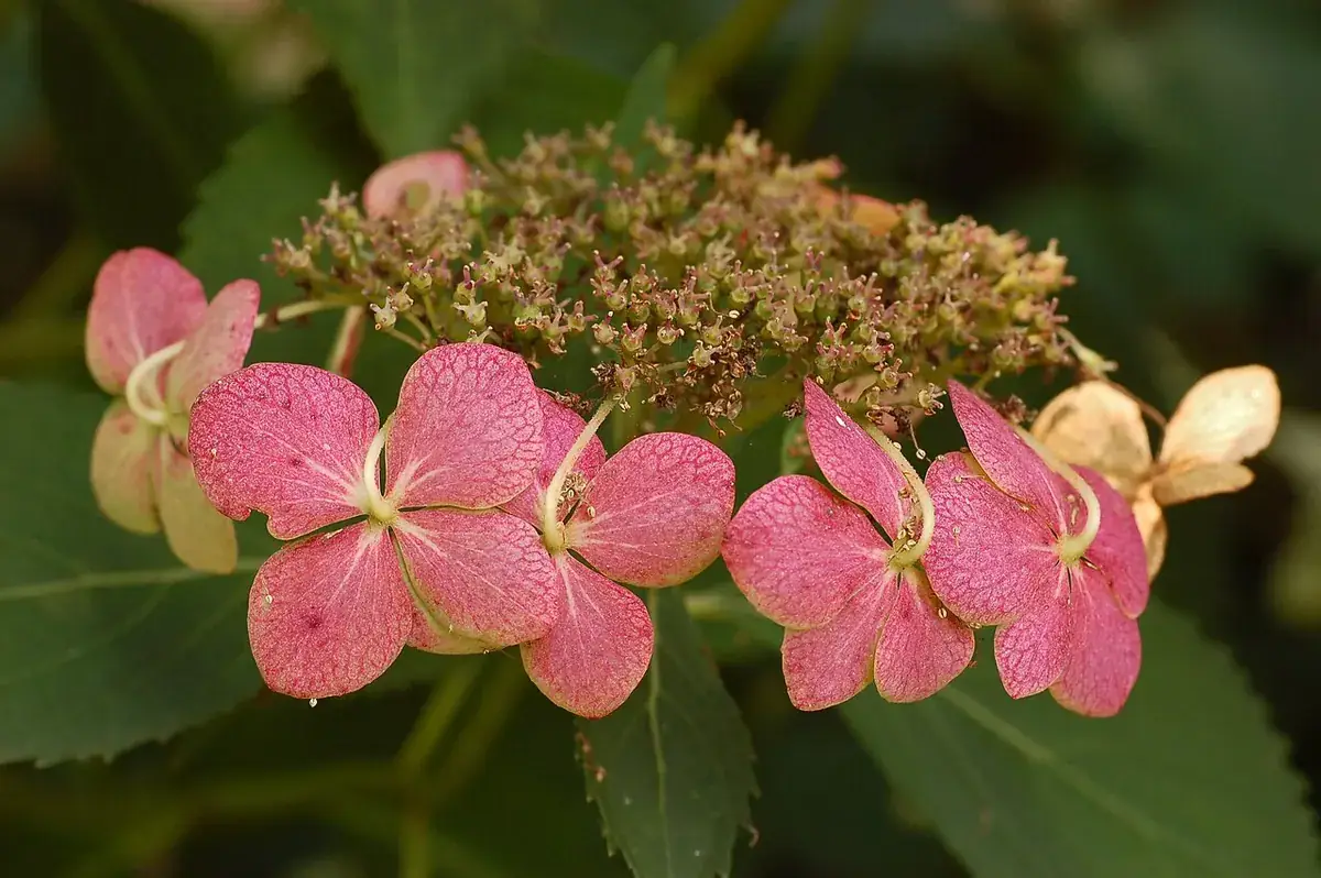 Hortensia snoeien