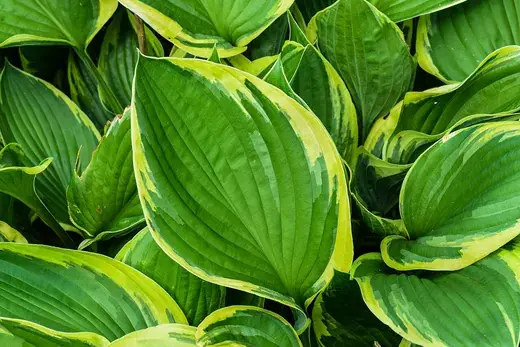 Hosta – foto