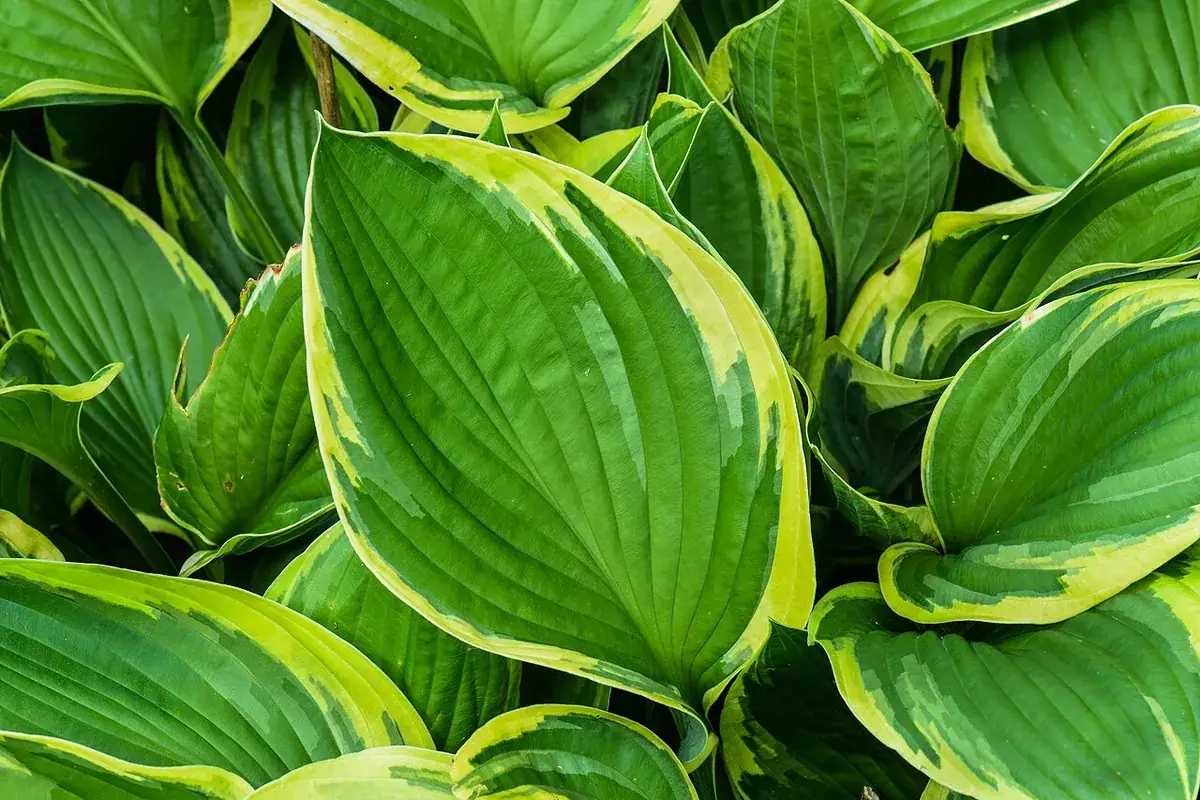 Hosta – foto