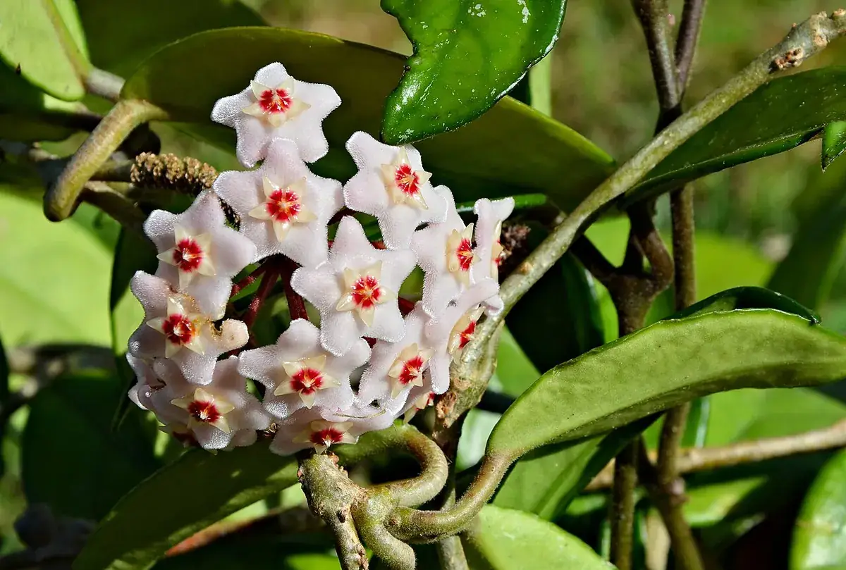 Hoya – foto