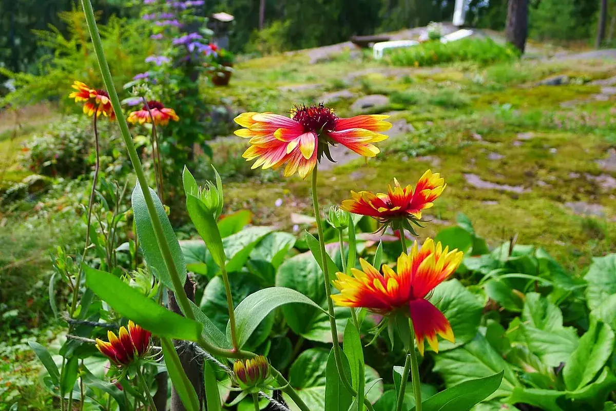 Tuin met vaste planten