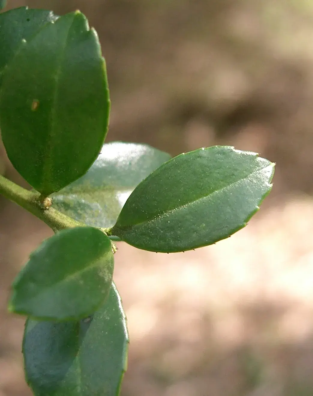 Japanse hulst – foto