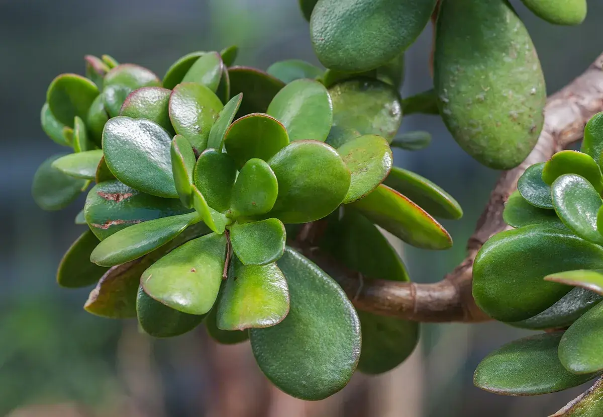 Jadeplant – foto
