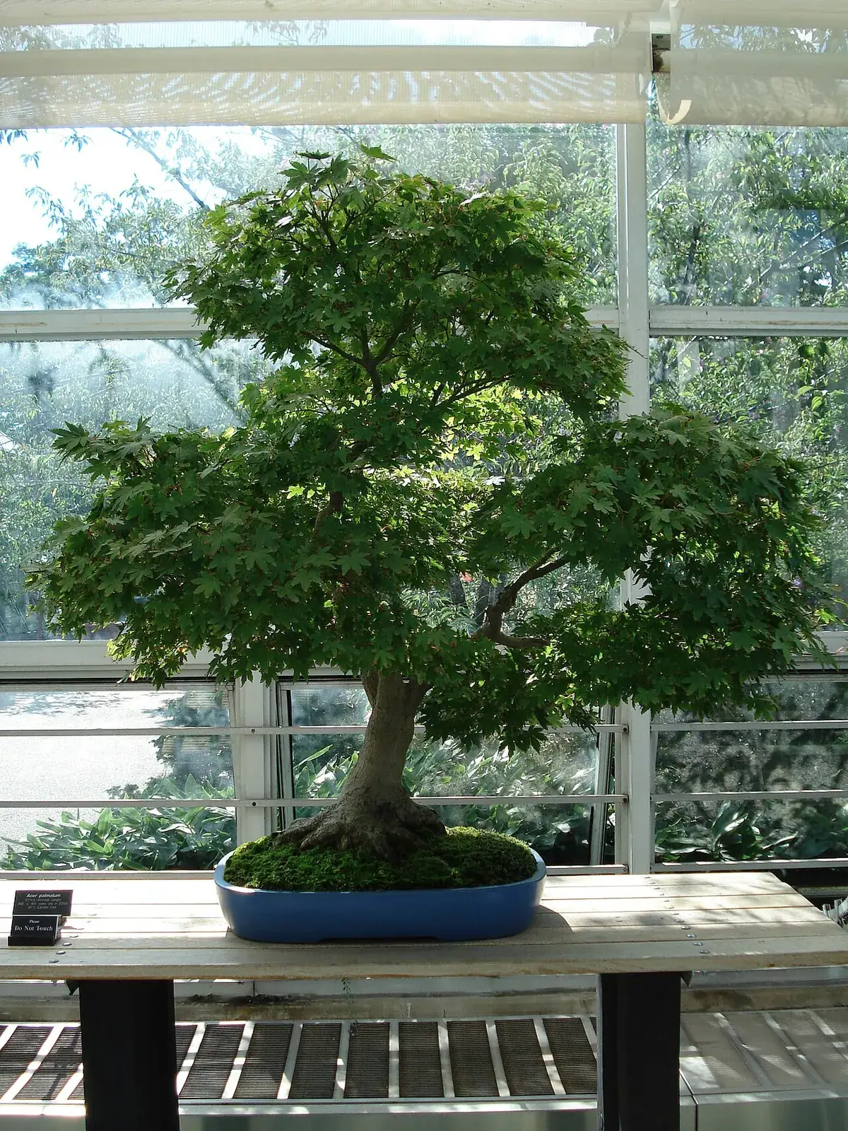 Japanse esdoorn bonsai – foto