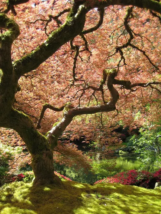 Japanse esdoorn – foto