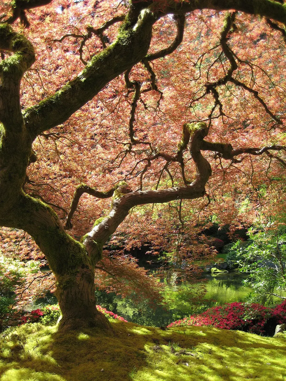 Japanse esdoorn – foto