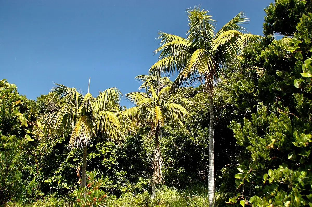 Kentia palm – foto
