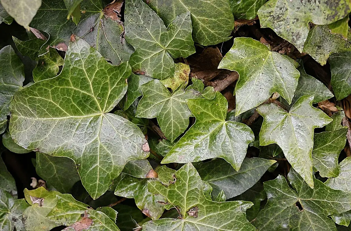 Klimop – foto