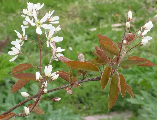 Krentenboom – foto