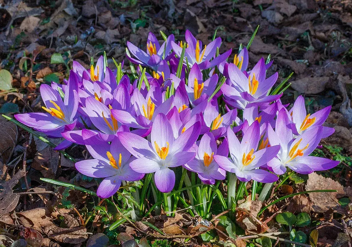 Krokus – foto