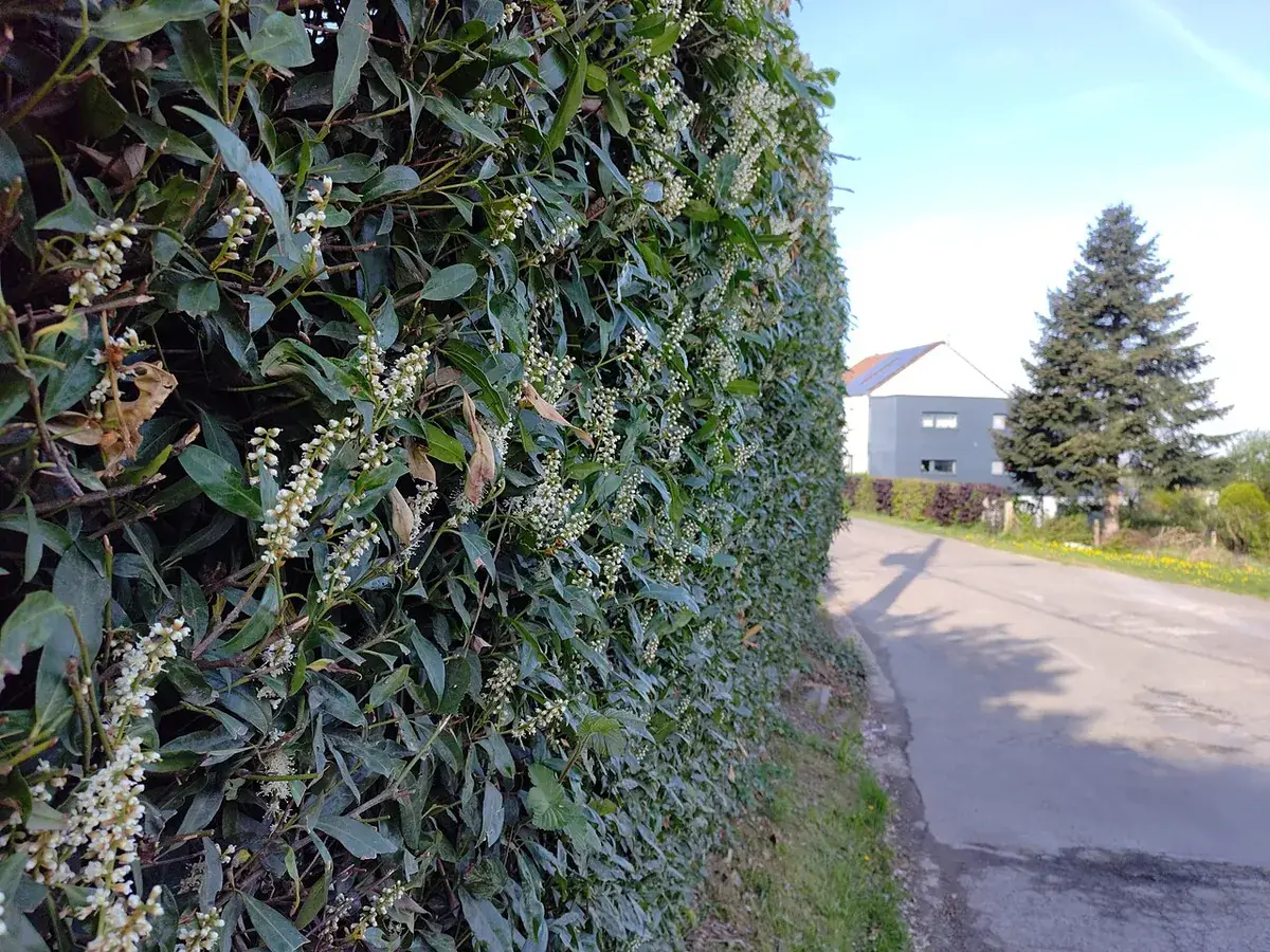 Laurierkers – foto