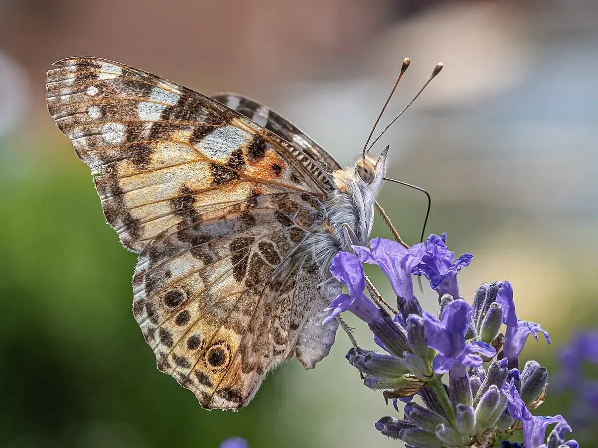 Lavendel – foto