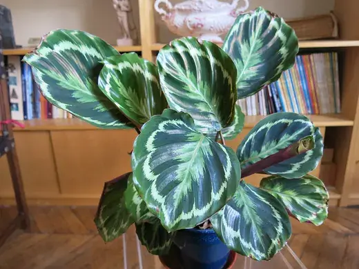 Maranta – foto