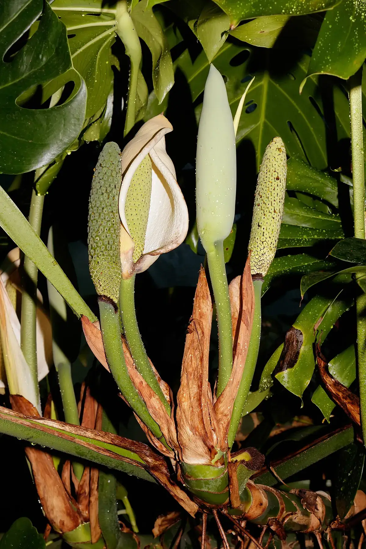 Monstera – foto