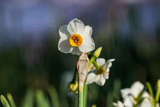Narcis – foto