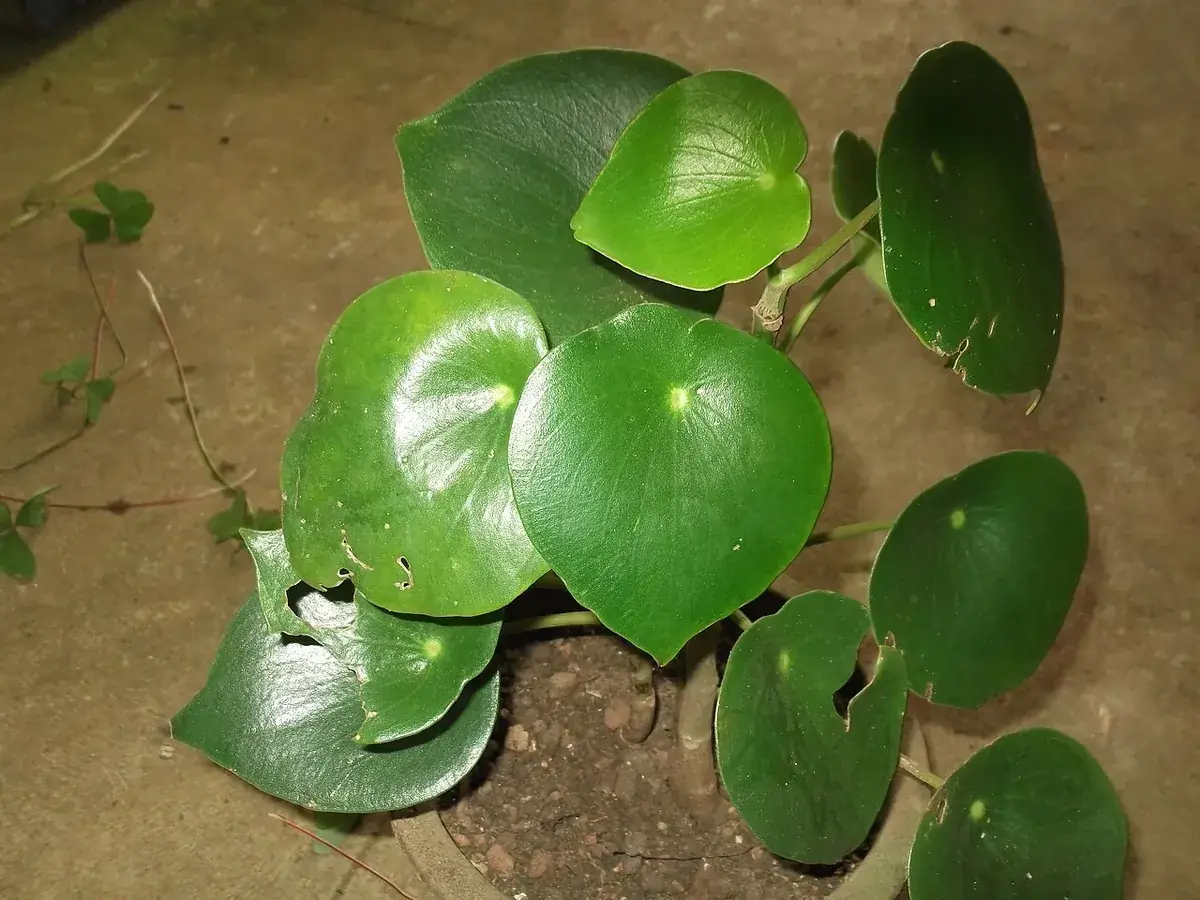 Peperomia Raindrop – foto