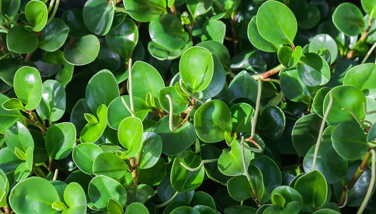 Peperomia – foto