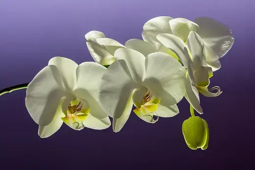 Orchidee – foto