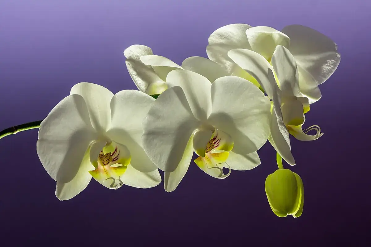 Orchidee – foto
