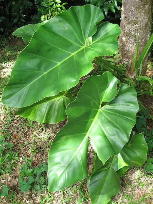 Philodendron – foto