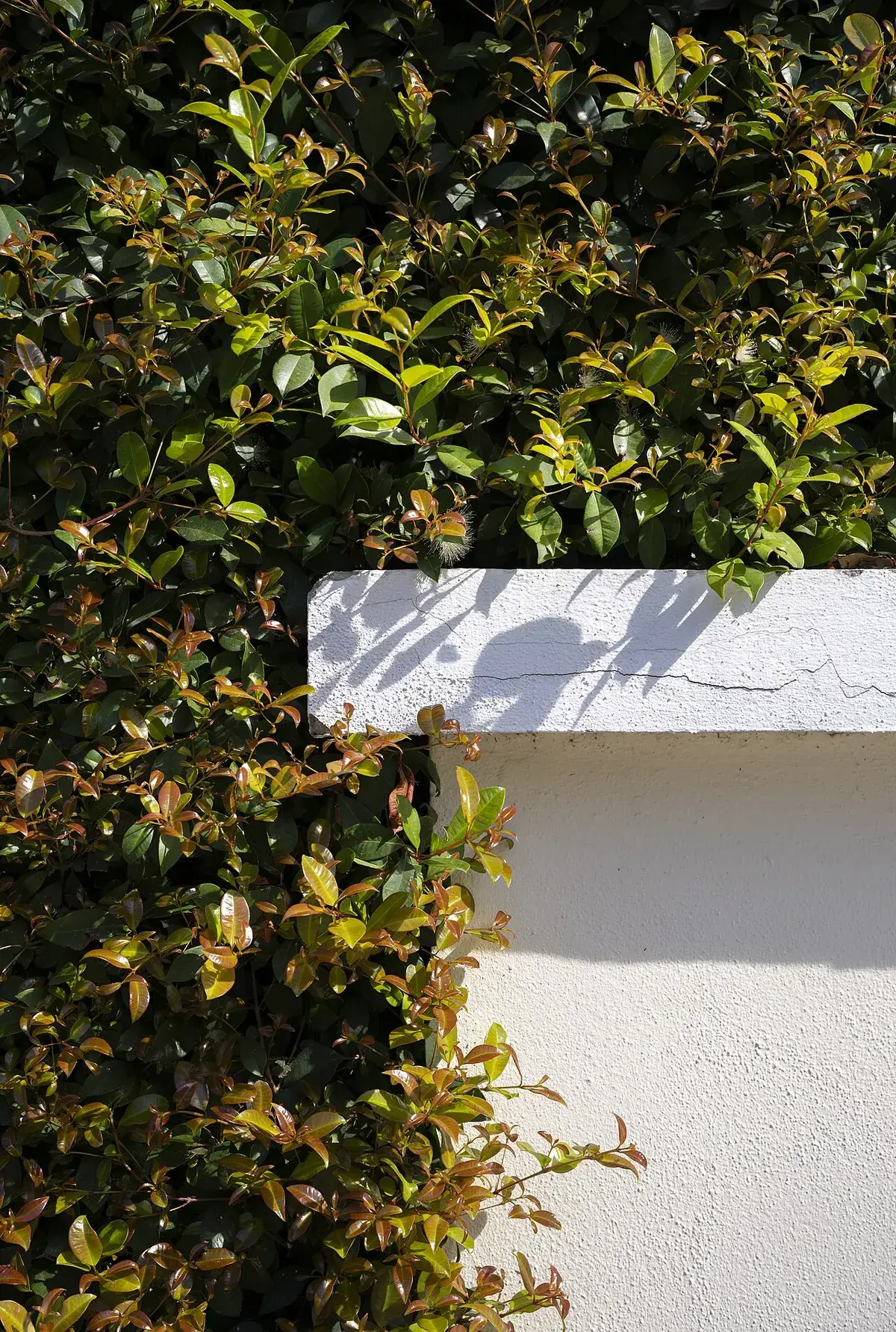 Glansmispel – foto