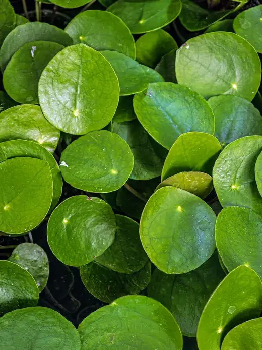 Pilea – foto