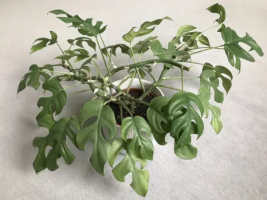Rhaphidophora tetrasperma – foto