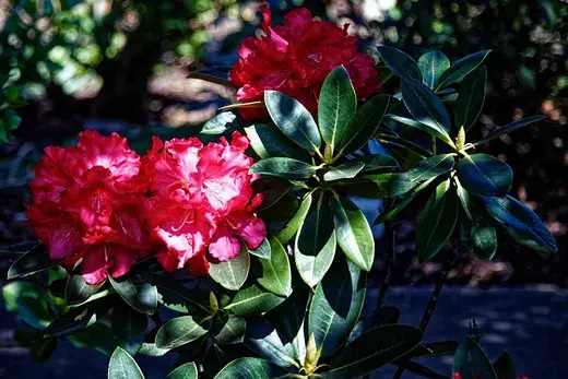 Rhododendron – foto