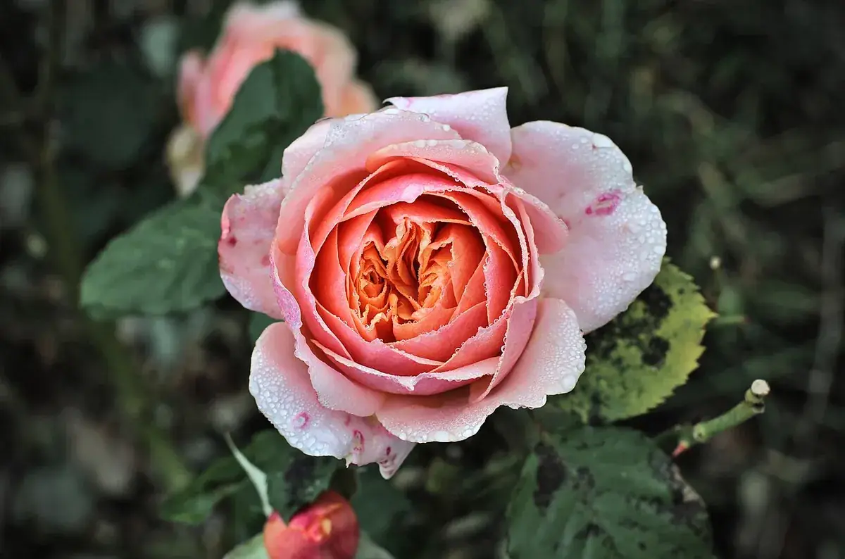 Rozen – foto
