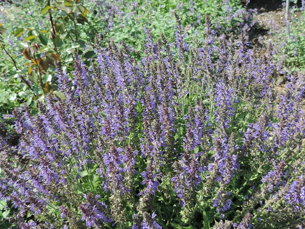 Salvia – foto