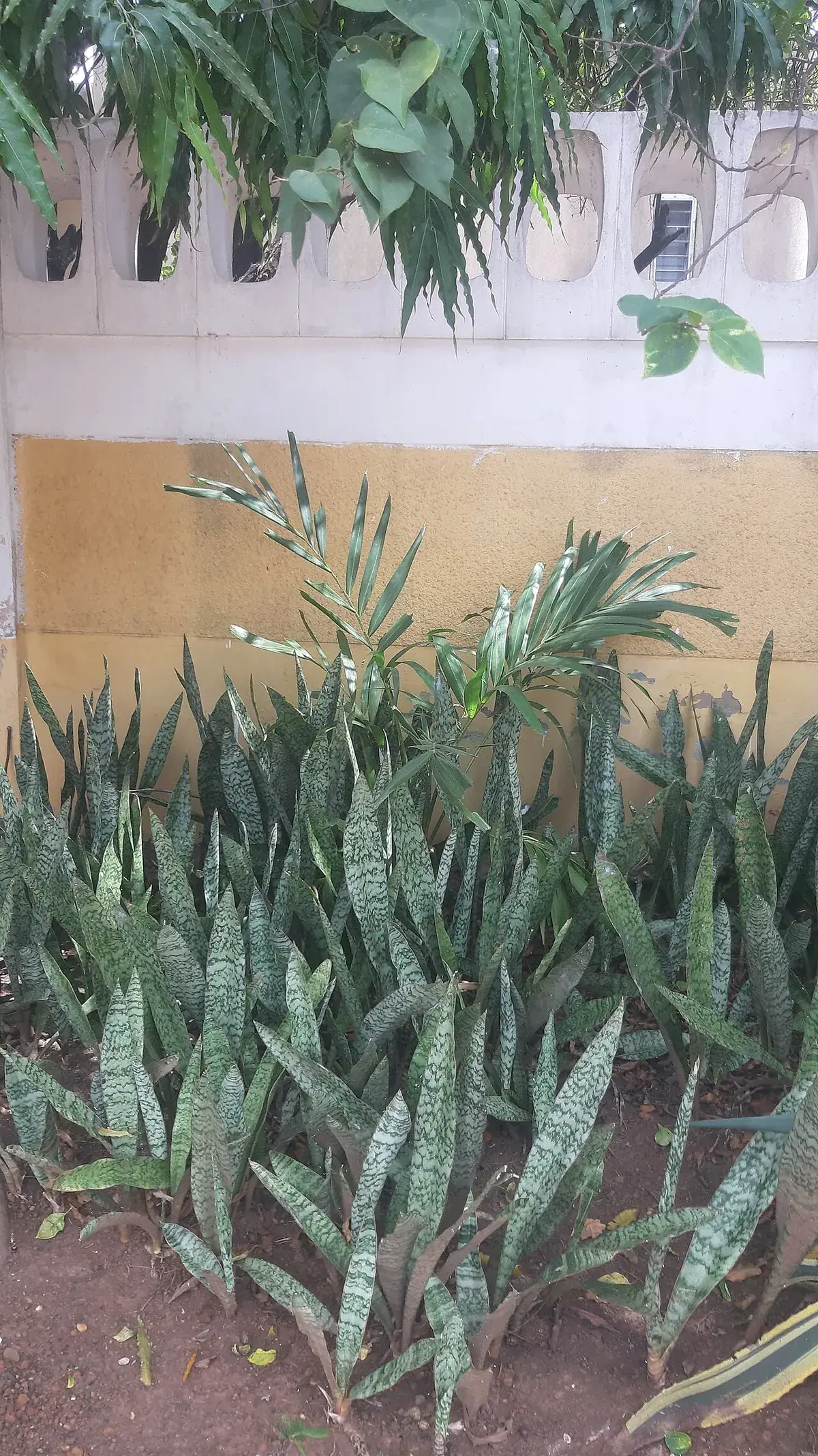 Sansevieria – foto
