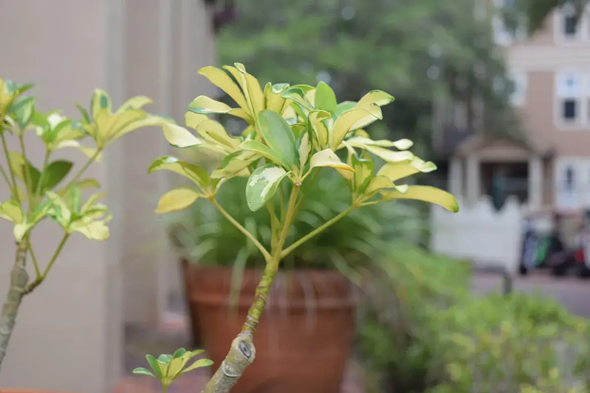 Schefflera – foto