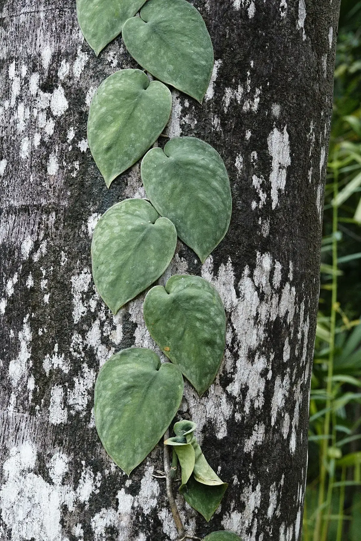 Scindapsus – foto
