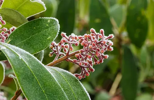 Skimmia – foto