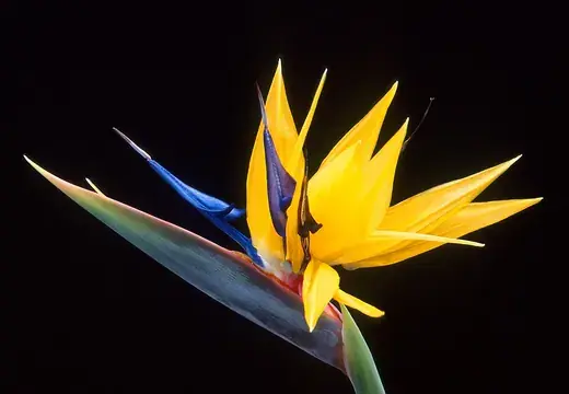 Strelitzia – foto