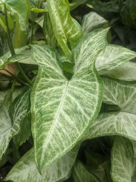 Syngonium – foto