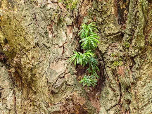 Taxus – foto