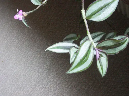 Tradescantia – foto