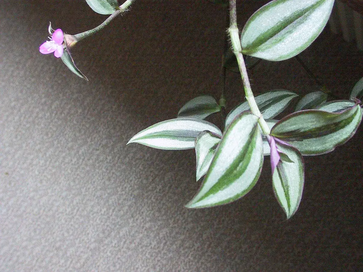 Tradescantia – foto