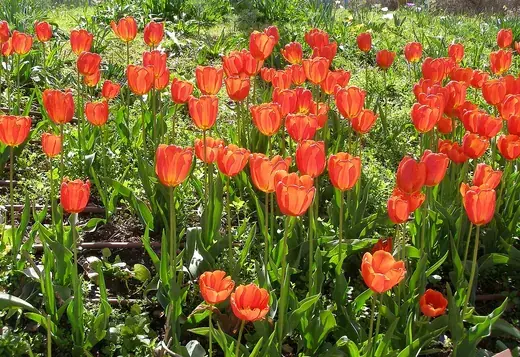 Tulp – foto