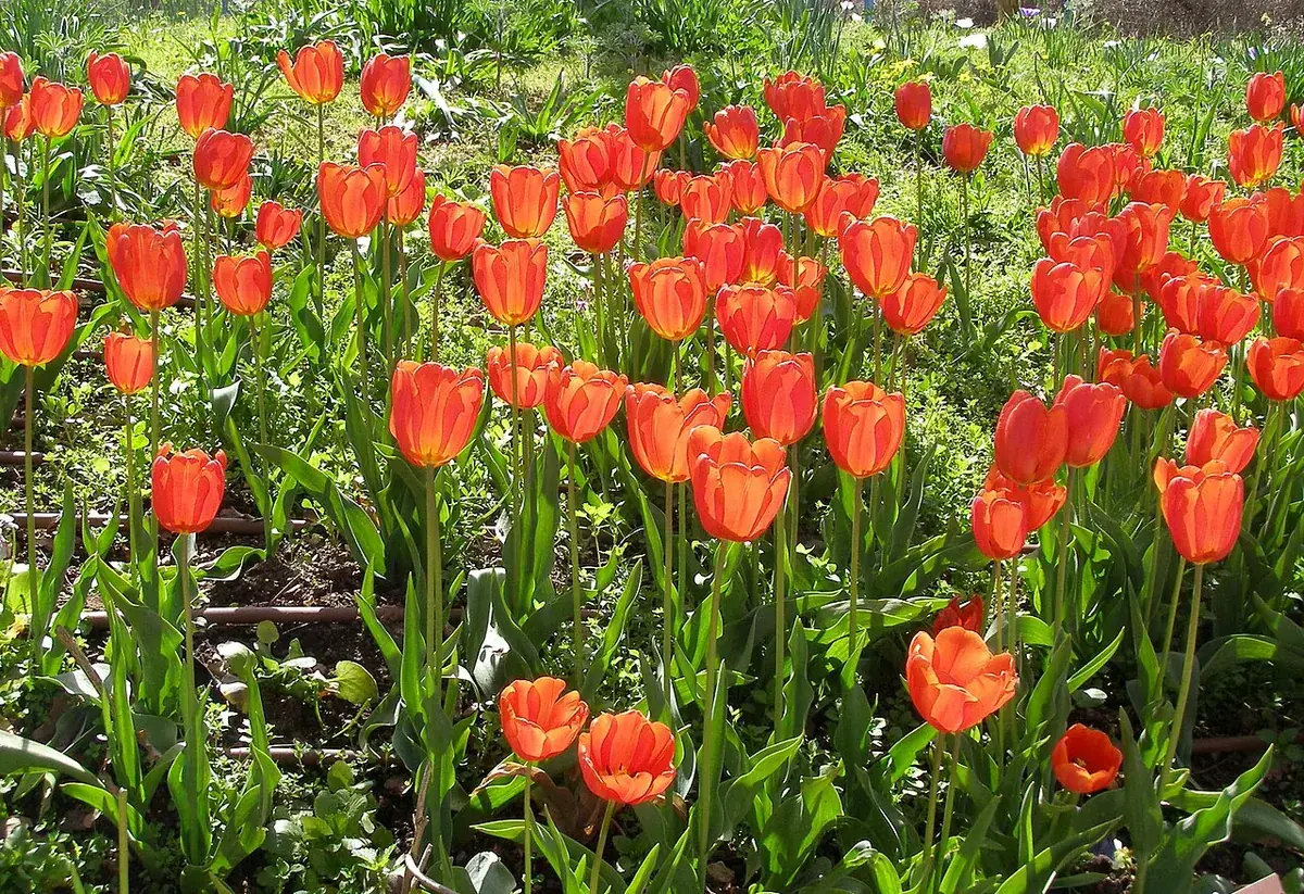 Tulp – foto
